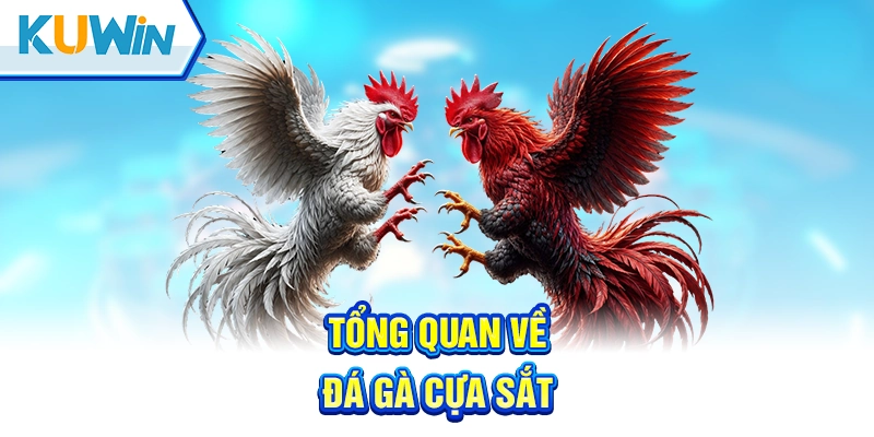 Khái niệm đá gà cựa sắt